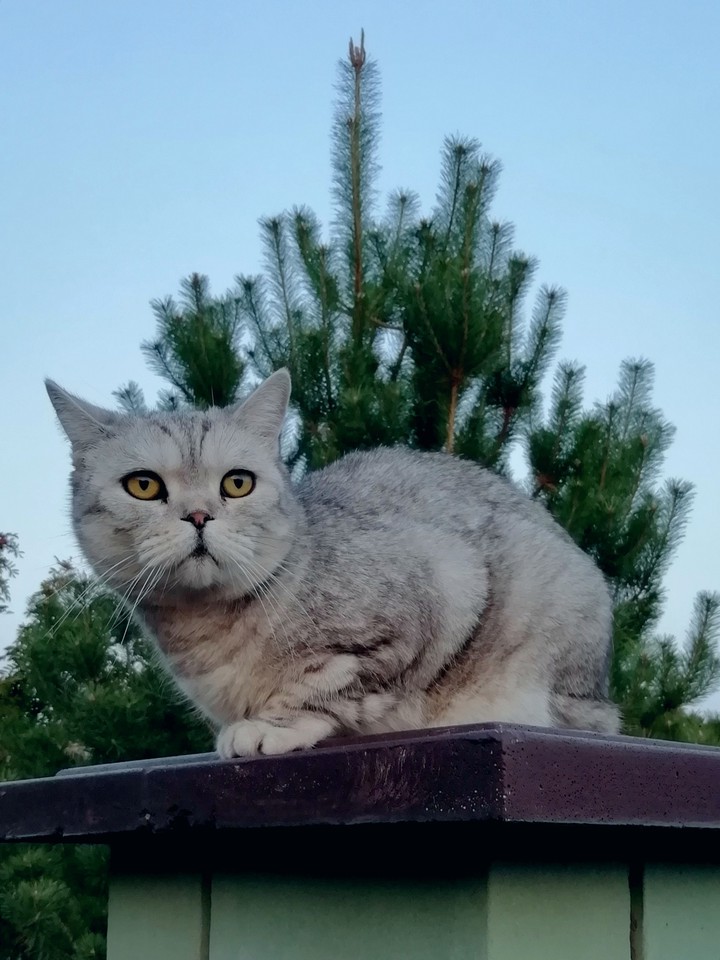 Cat Marusia