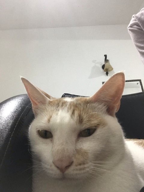 백색, 고양이 배경화면