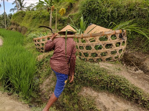 Rice Terrace, Bali