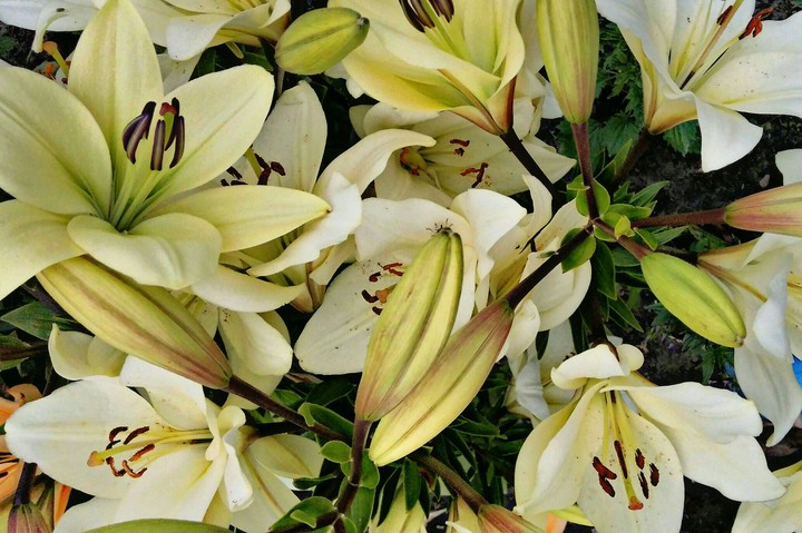 Lilies