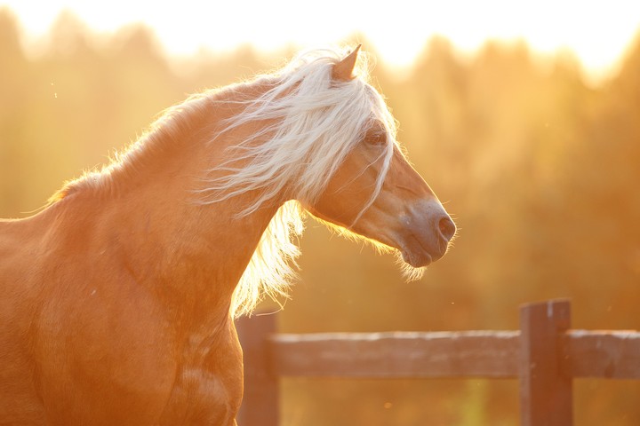 sun horse