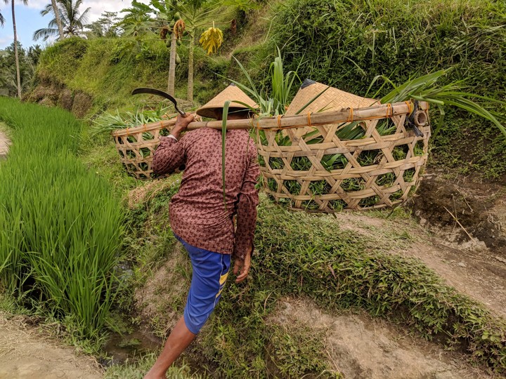 Rice Terrace, Bali