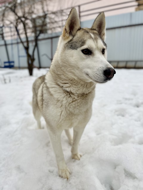 fur, 冬天桌布
