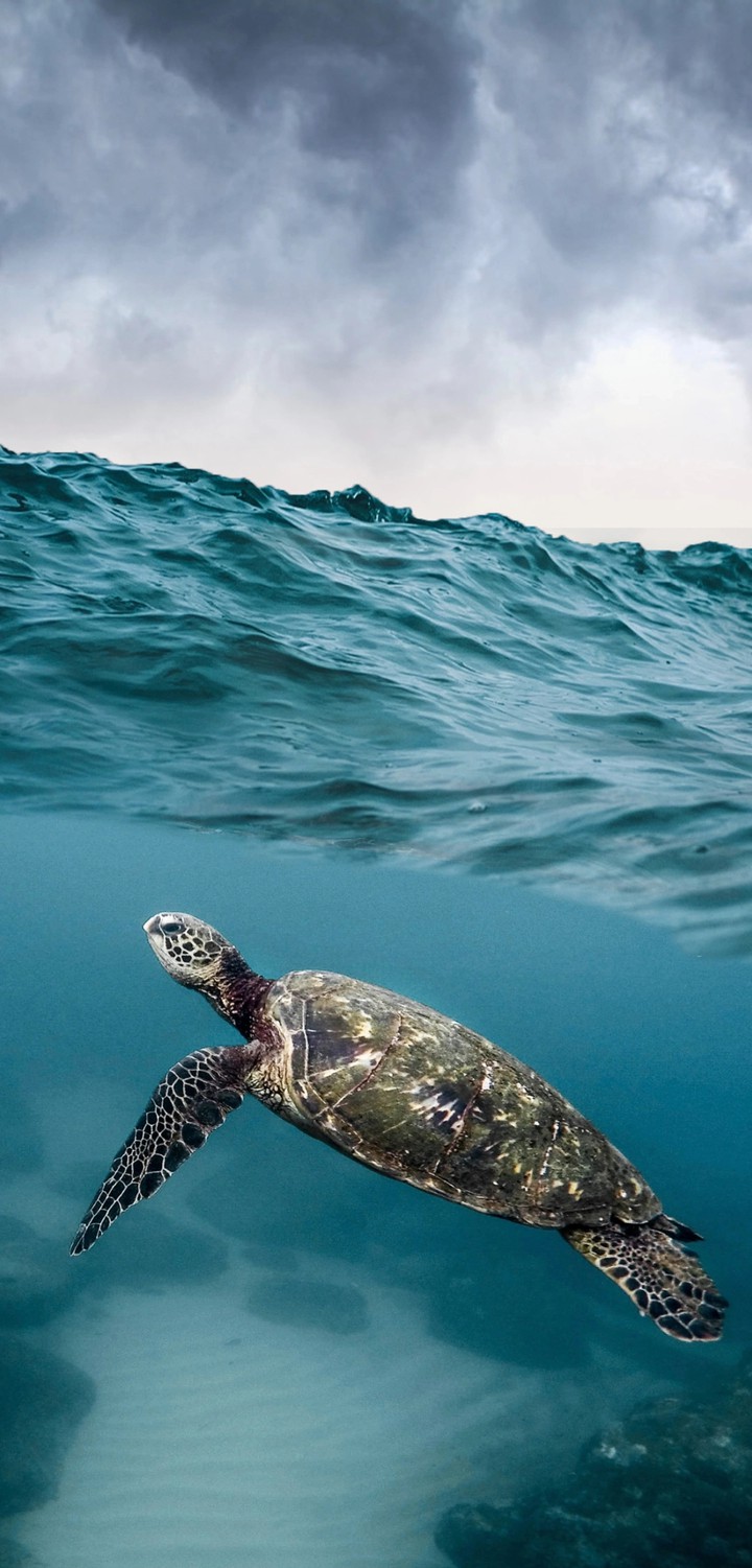 turtle