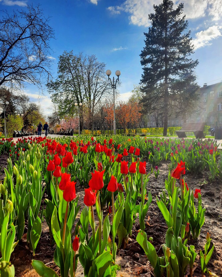 tulip field