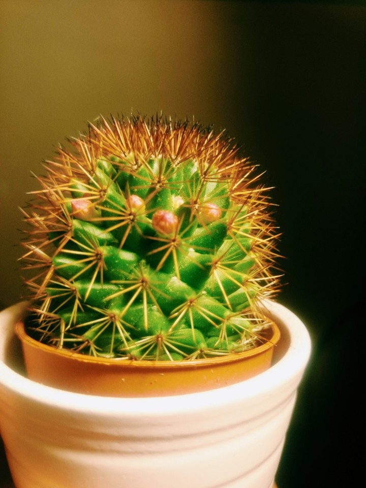 Cactus 