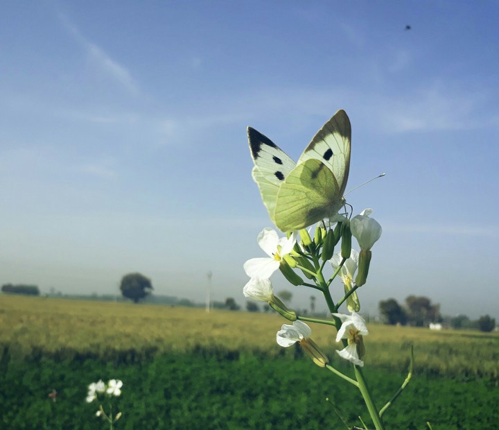 butterfly