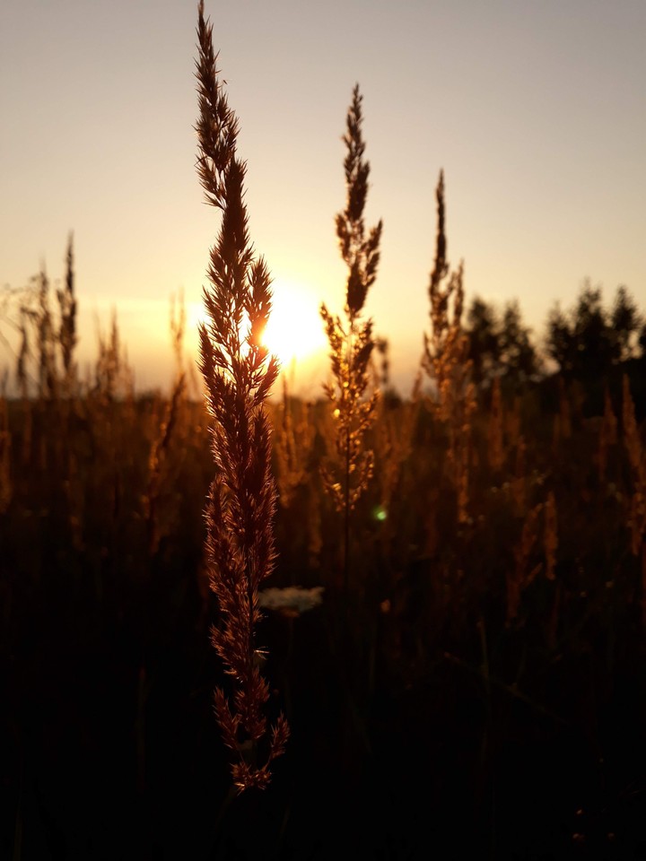 The sun. Sunset