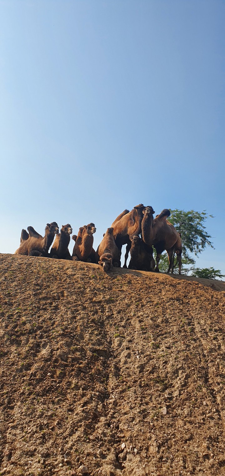 camel's in the desert