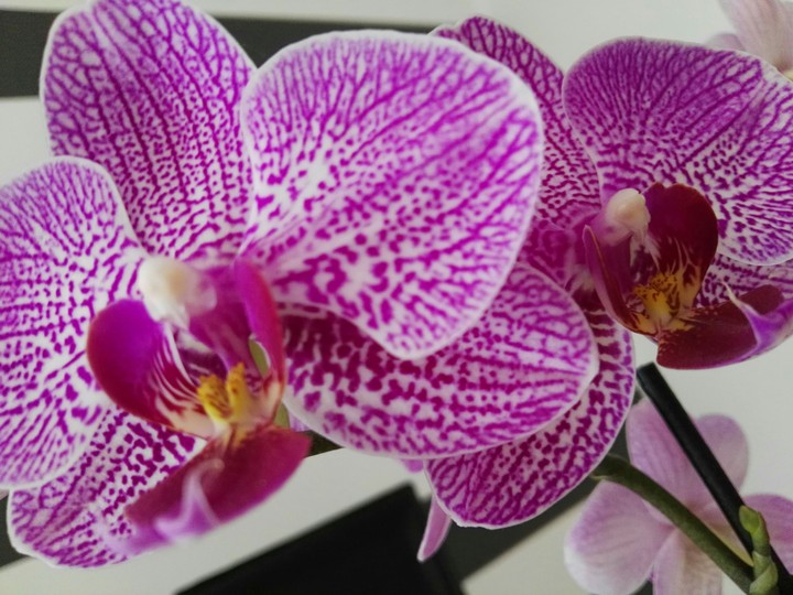 Orchids