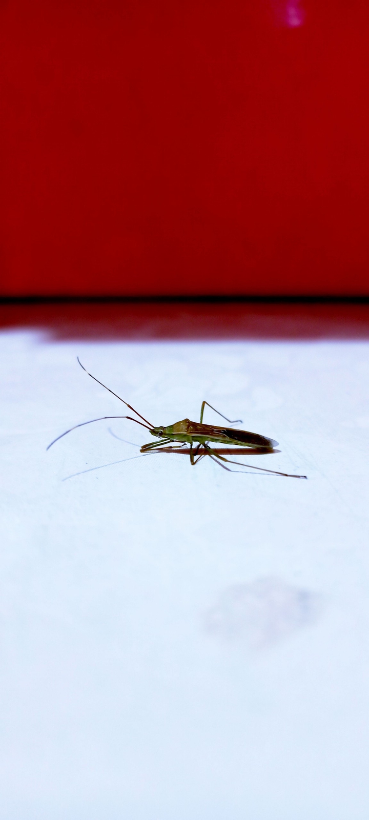 Insect