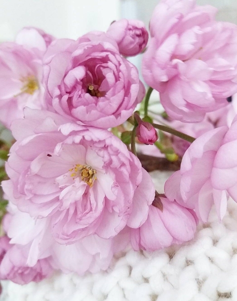 Pink spring