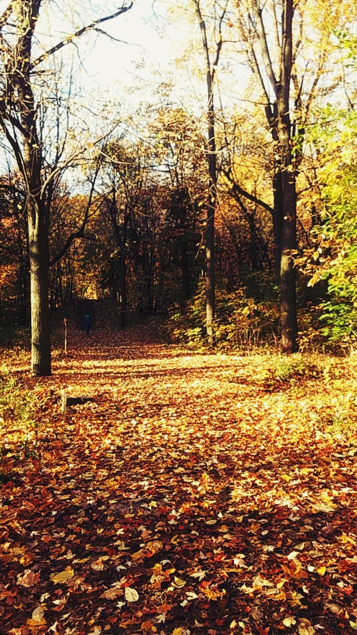 Beautiful path