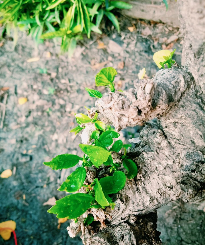 nature club