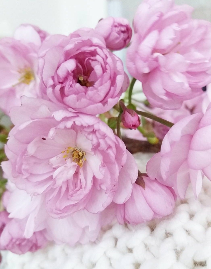 Pink spring