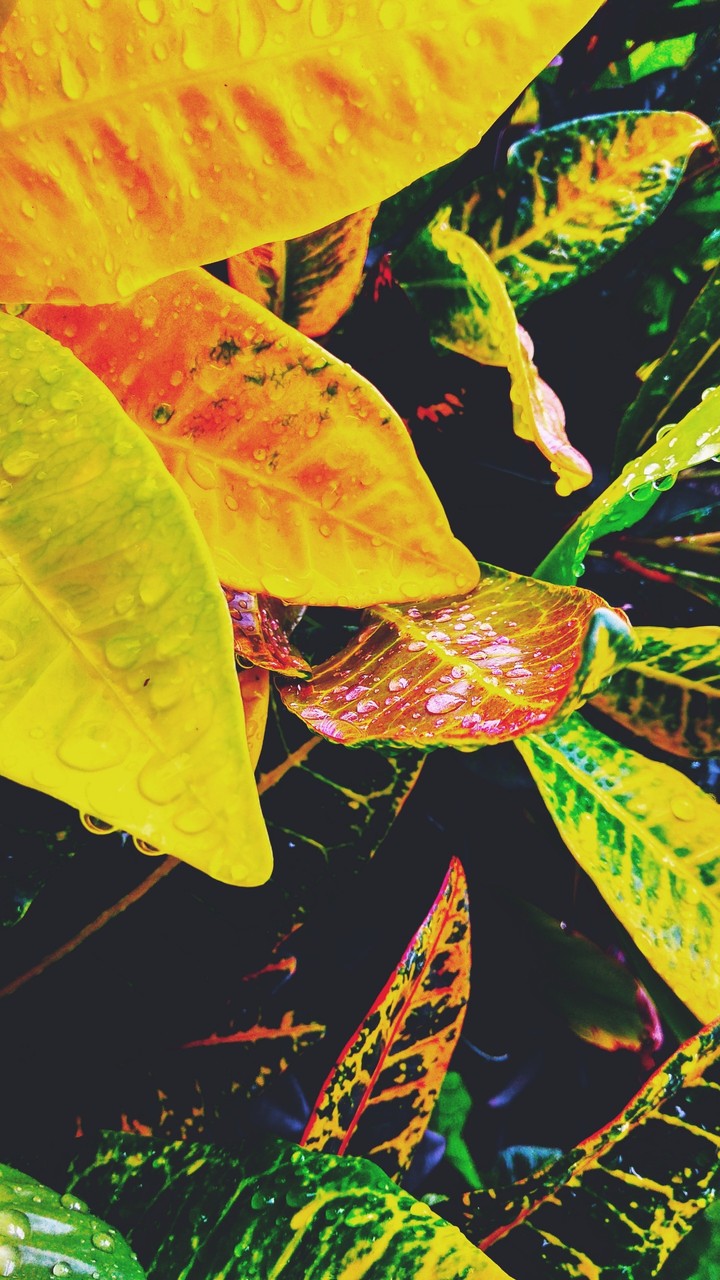 leaf nature rain
