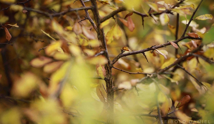 herbstlich