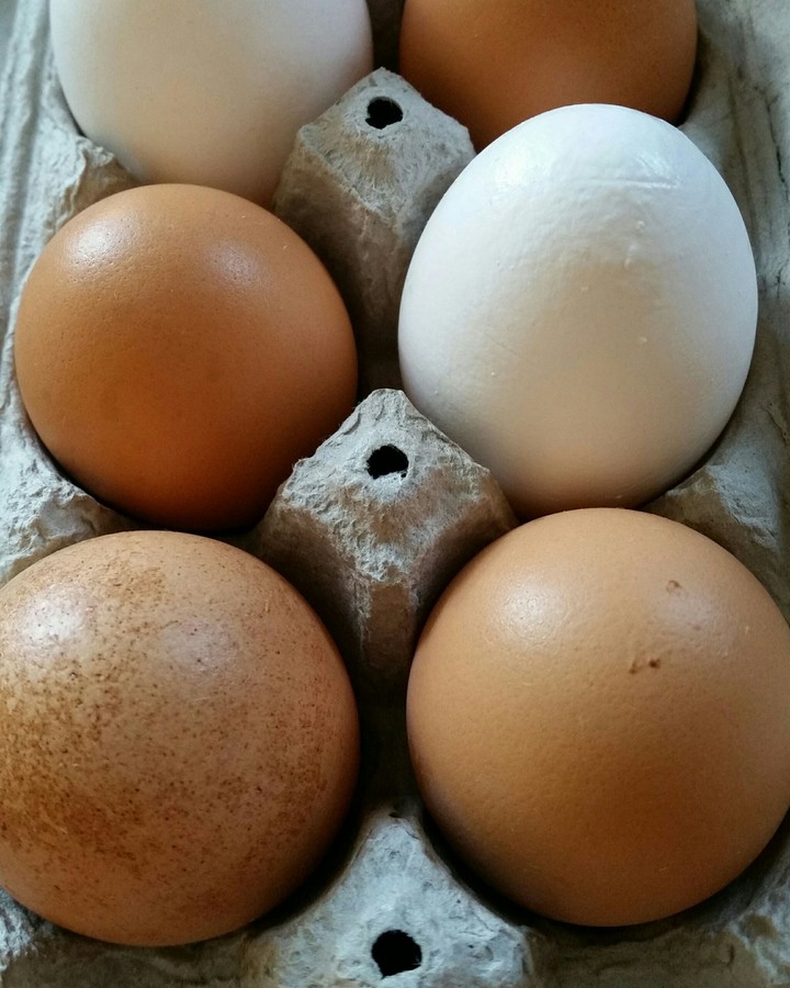 eggs