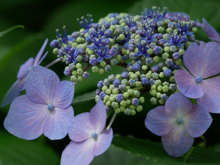 hydrangea