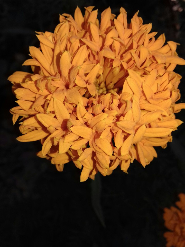 genda