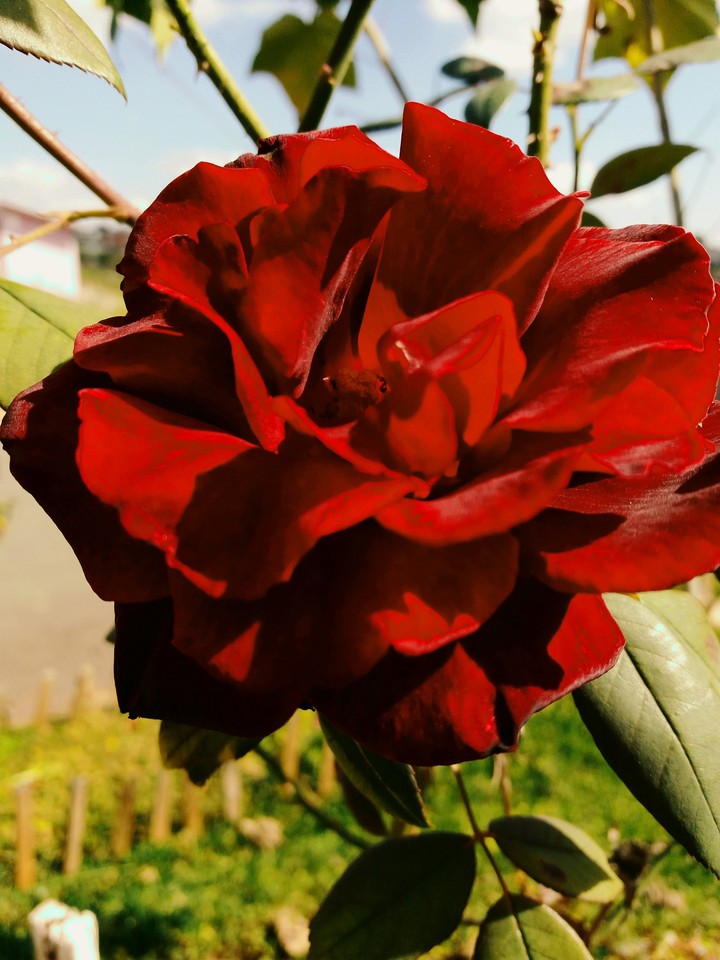 rosa vermalha