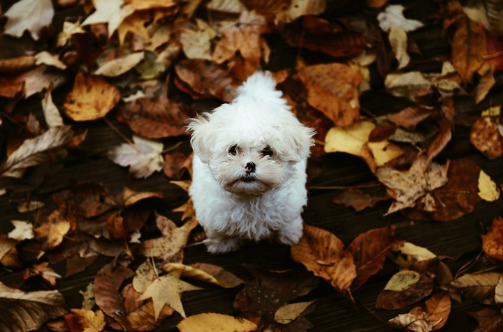 Pet