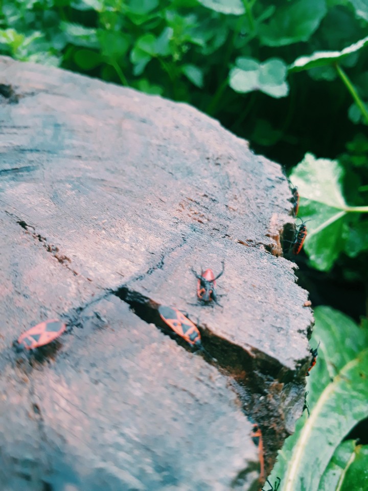 nature