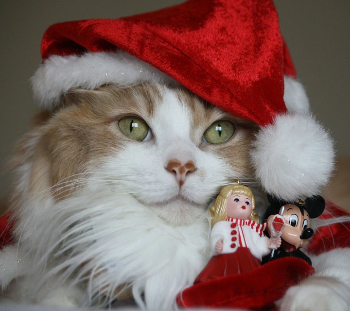 Christmas Cat