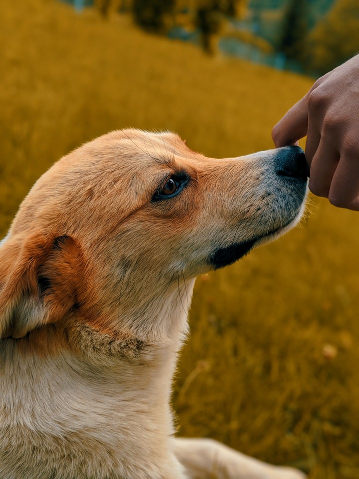 Dog