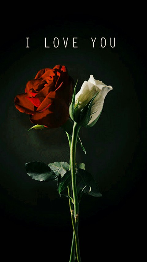 love