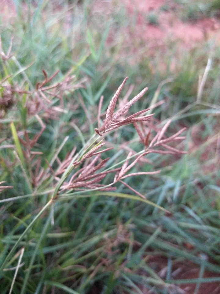 grass