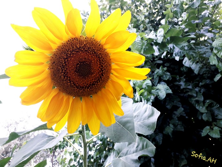 A sunflower