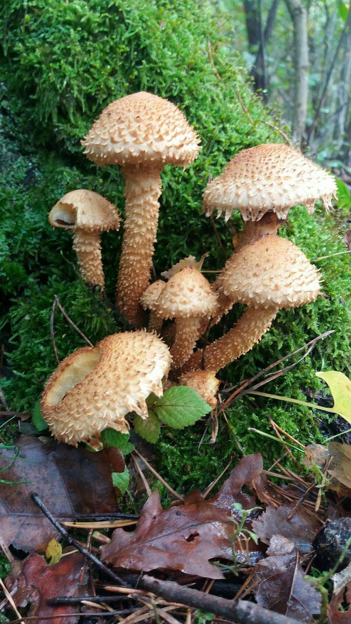 mashrooms