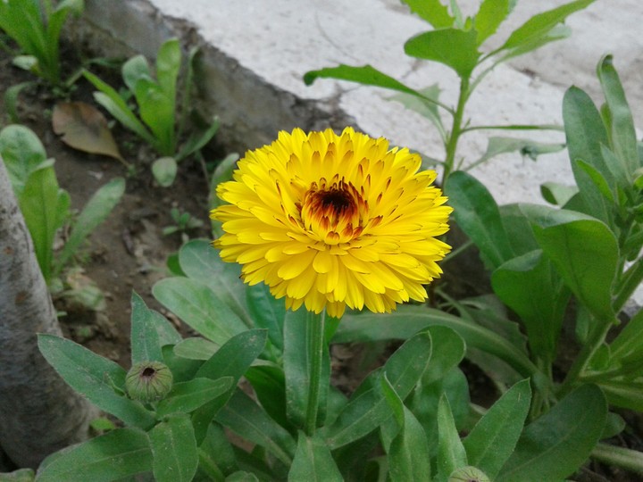 yellow beauty