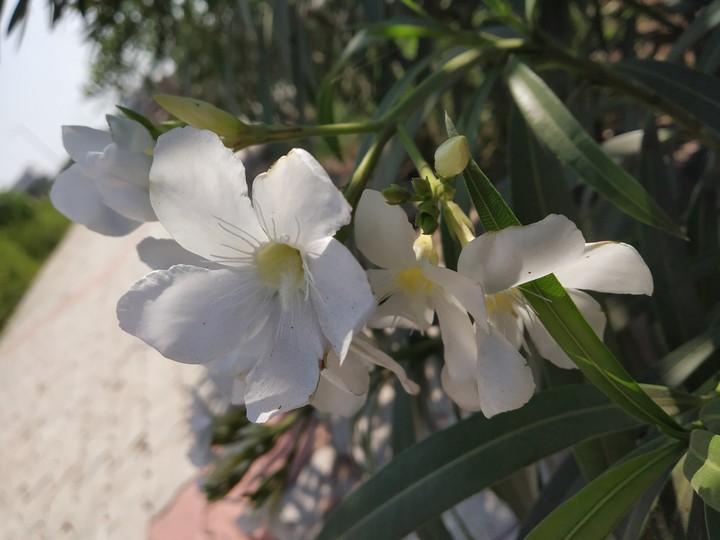 white flowers