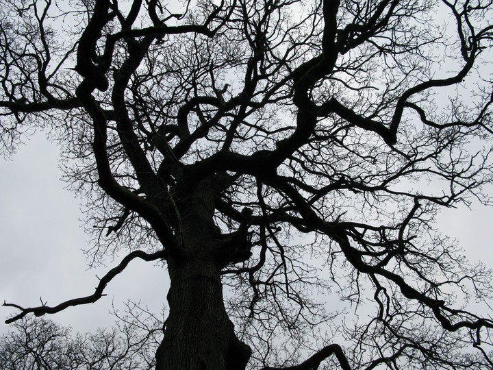 tree