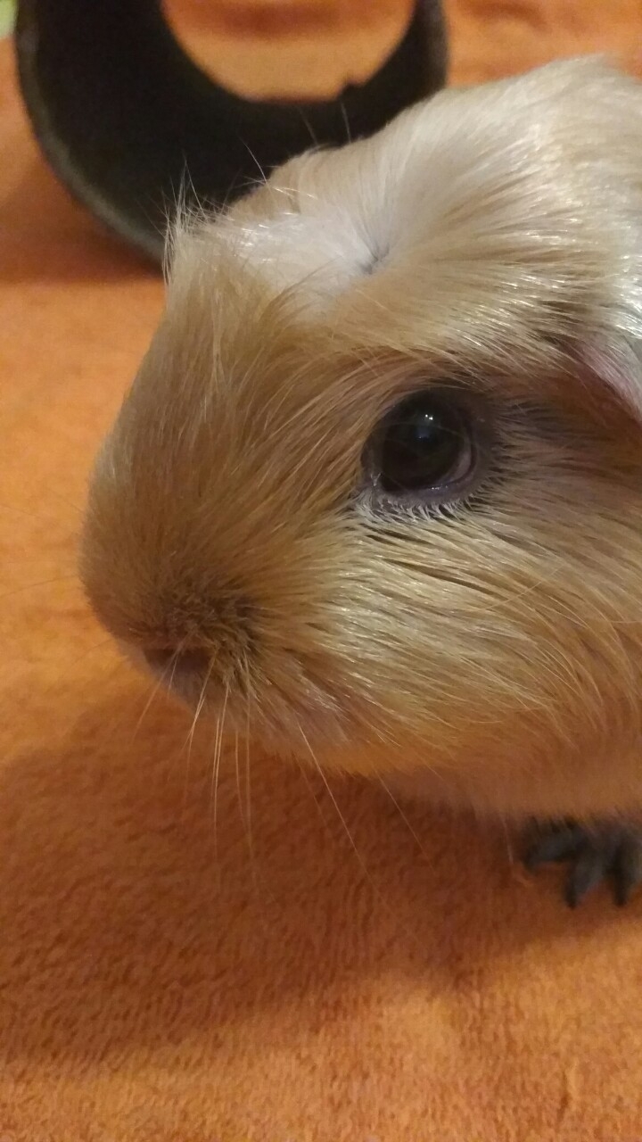 guinea_pig