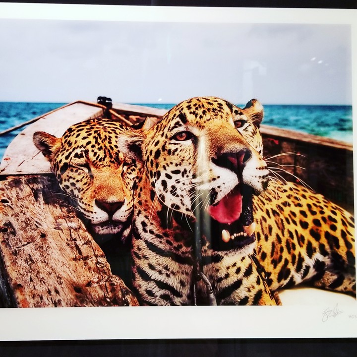 Cheetah