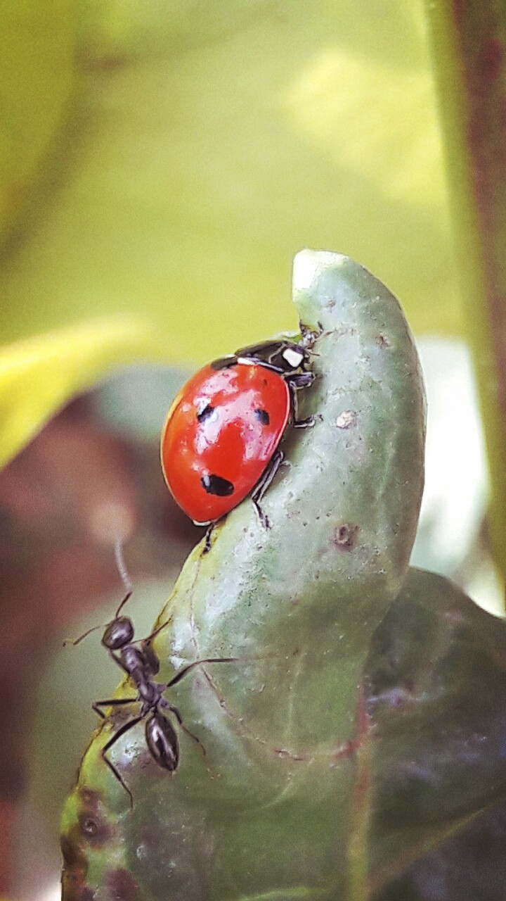 #natior #red #black