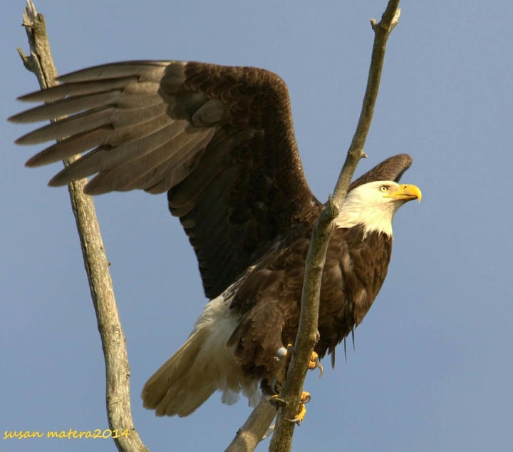 flight taker