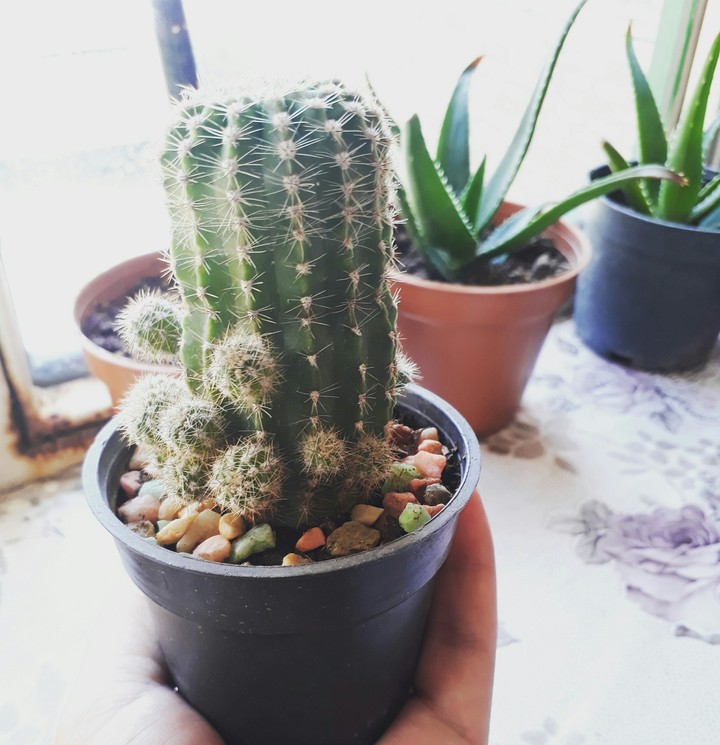 Cactus