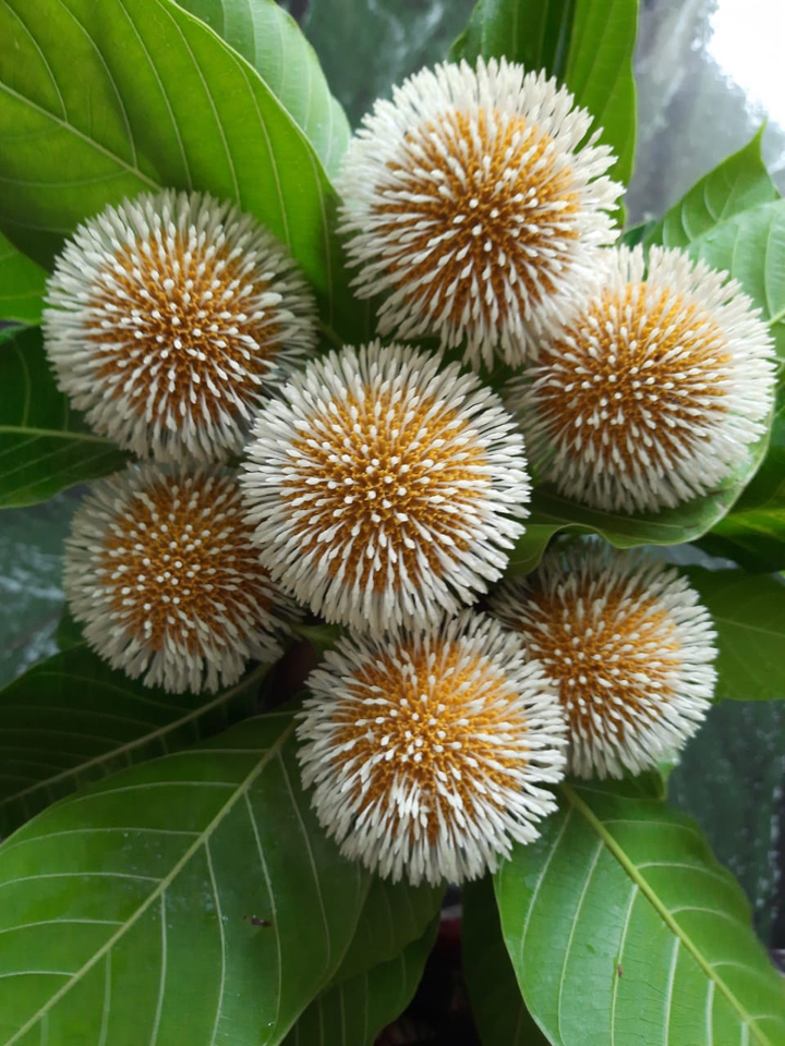 bunch of flowers
