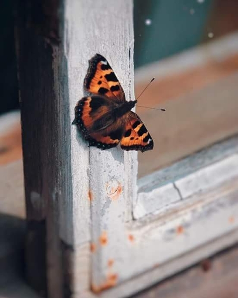 butterfly, invertebrate Hintergrundbilder