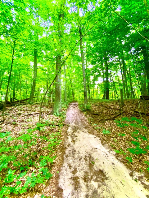forest, trail Hintergrundbilder
