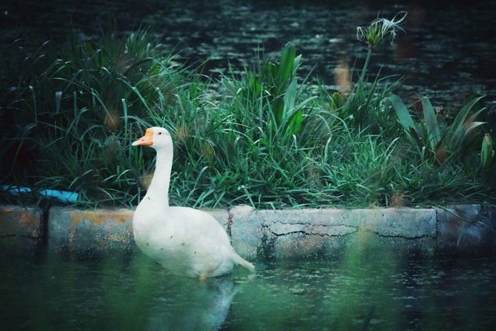 duck