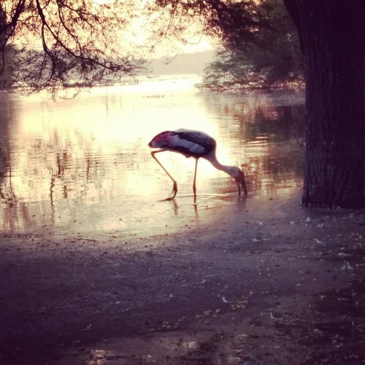 Nature