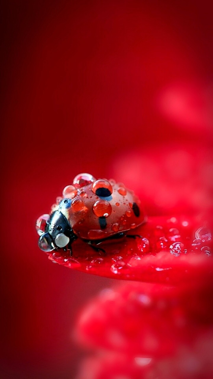 drop