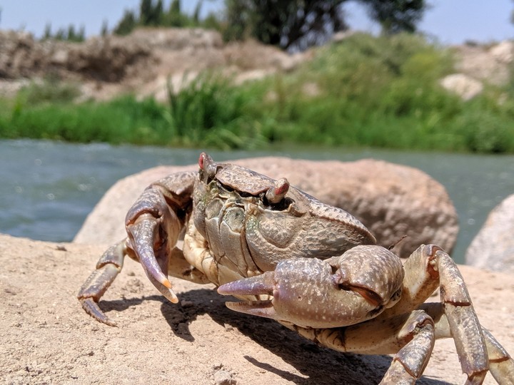 crab
