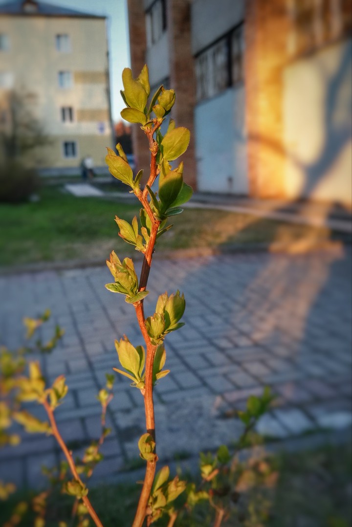 весна
