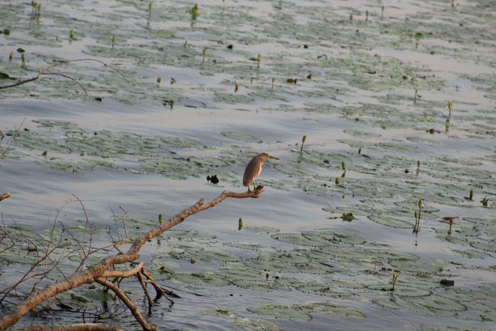 bird